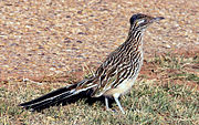 New Mexico ca_state_bird_pic