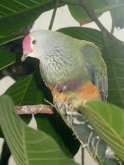 Northern Mariana Islands ca_state_bird_pic